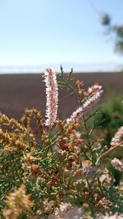 Tamarix arceuthoides — related species from the same genus