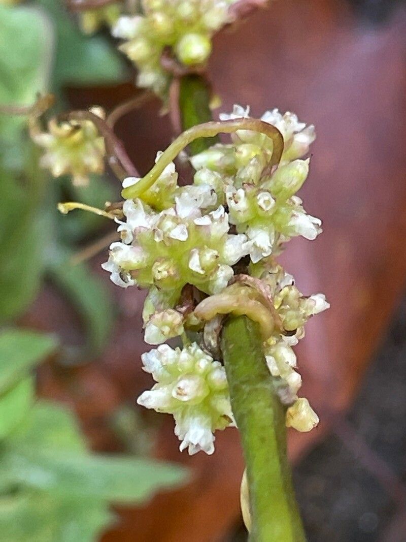 Cuscuta europaea fruit