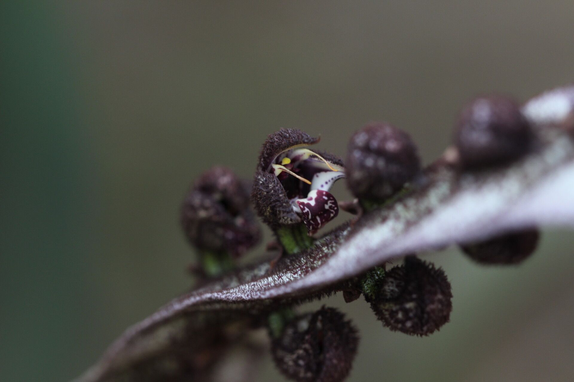 Bulbophyllum purpureorhachis flower
