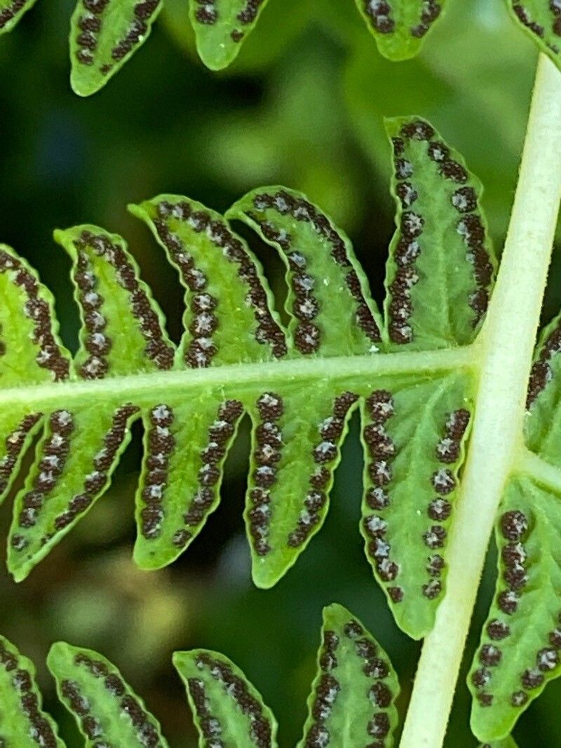Oreopteris limbosperma flower