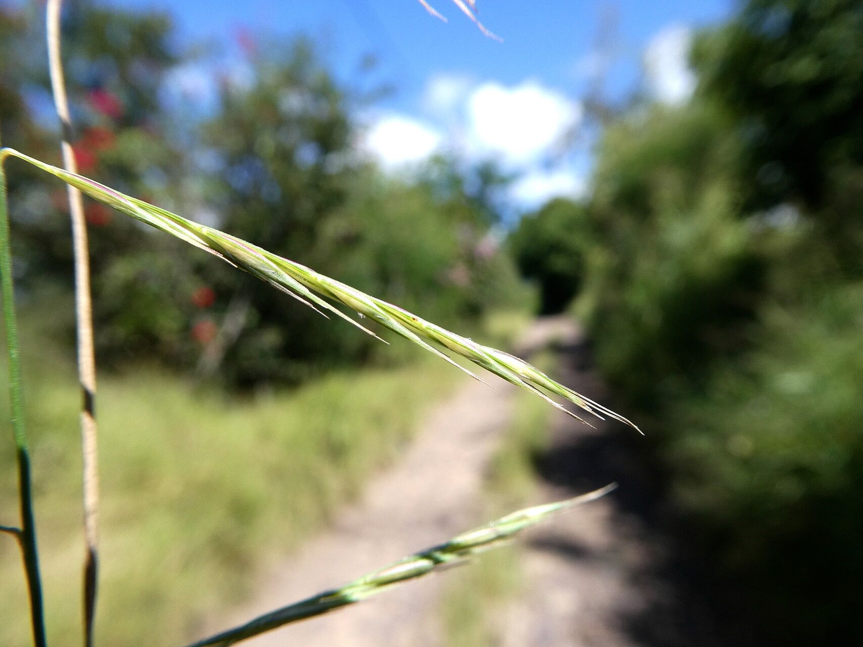 Bouteloua americana flower