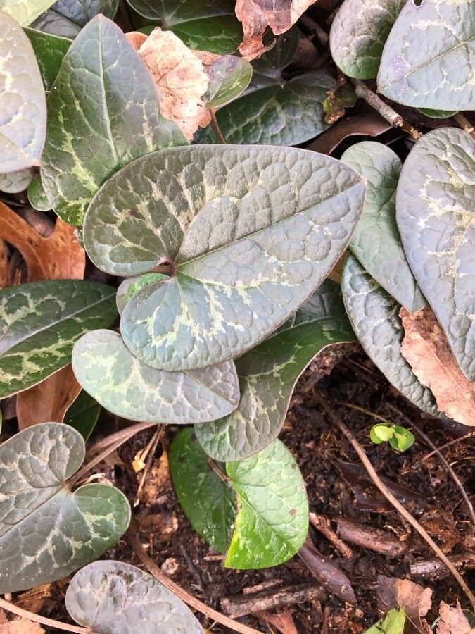 Asarum hartwegii