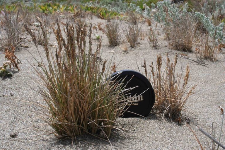 Poa confinis — search result for 'Poa'