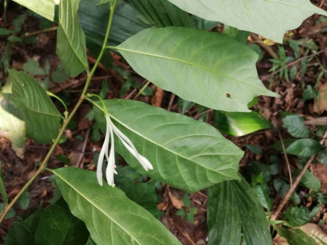 Turraea cabrae flower