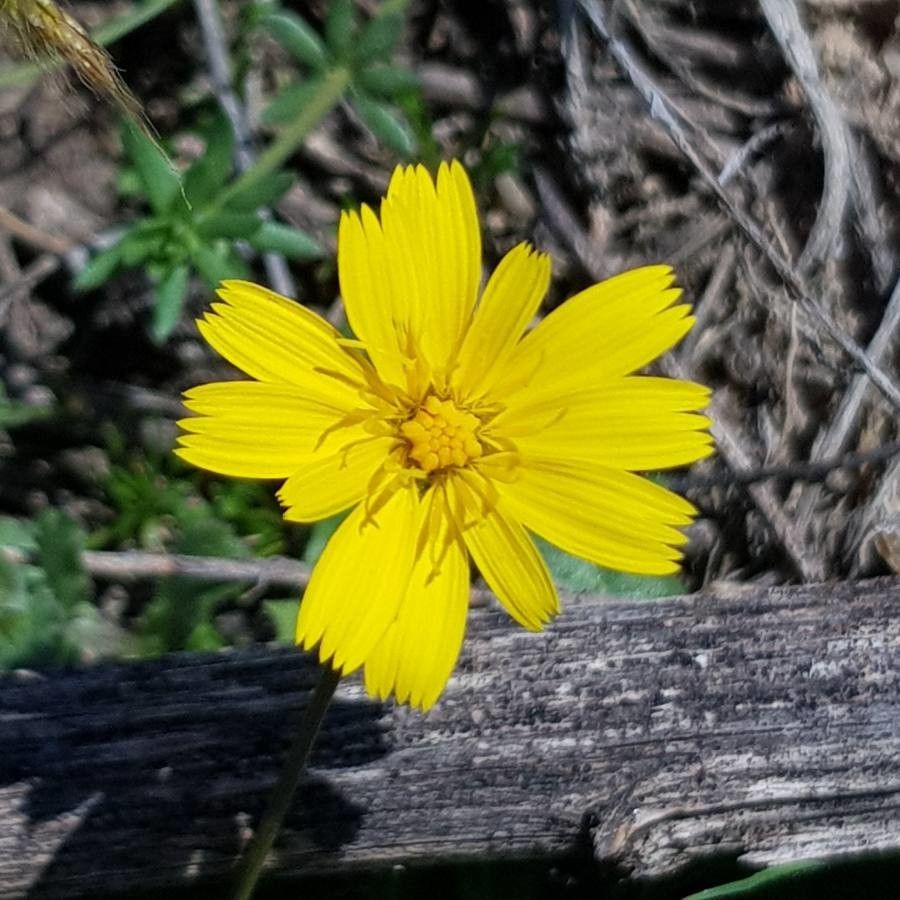 Hieracium gouanii flower