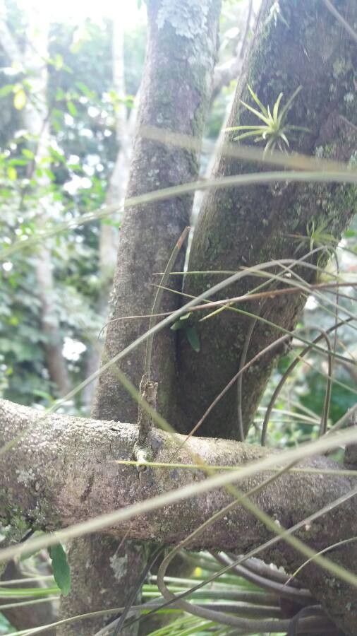 Arctostaphylos pungens bark