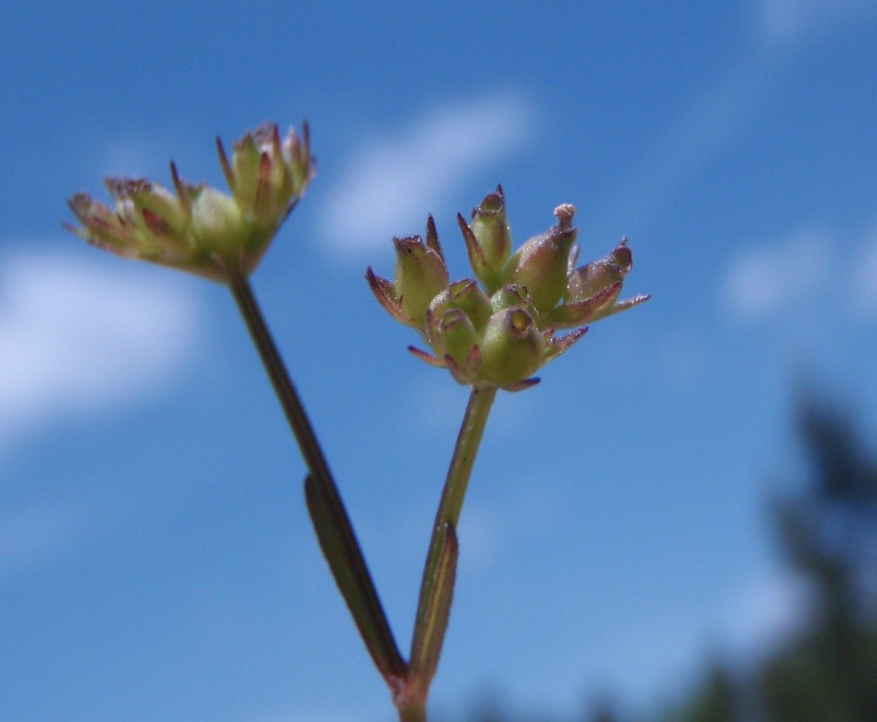 Valerianella dentata fruit