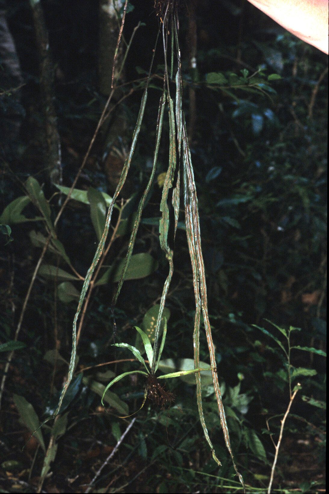 Asplenium rouhanii — houseplant care guide