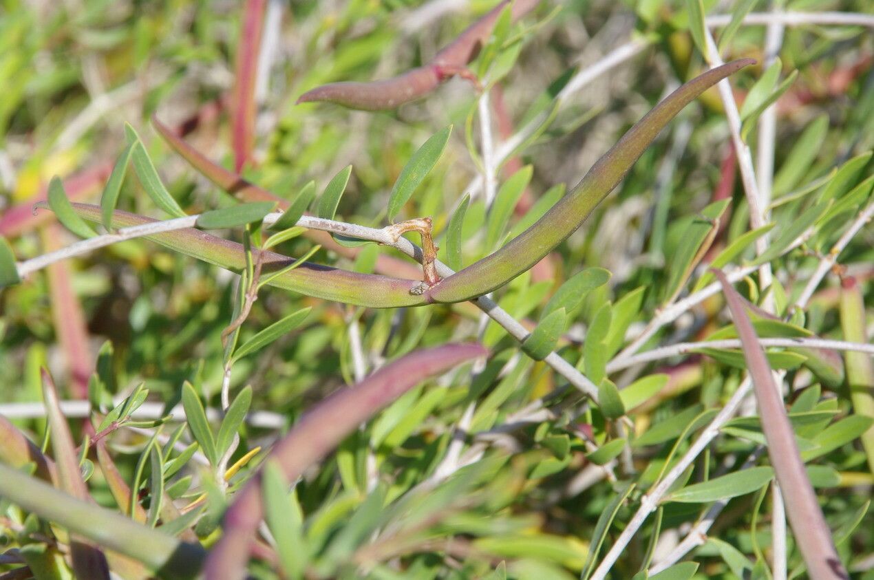 Periploca angustifolia fruit