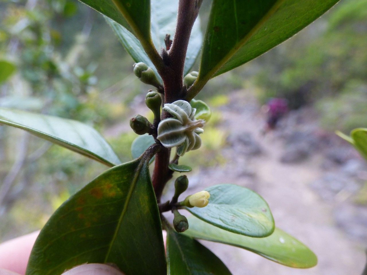 Turraea thouarsiana fruit