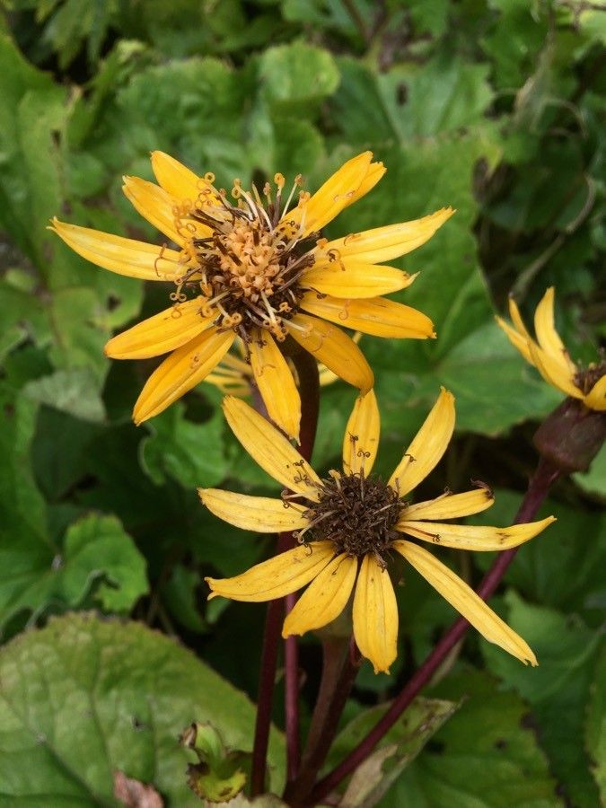 Ligularia sibirica flower