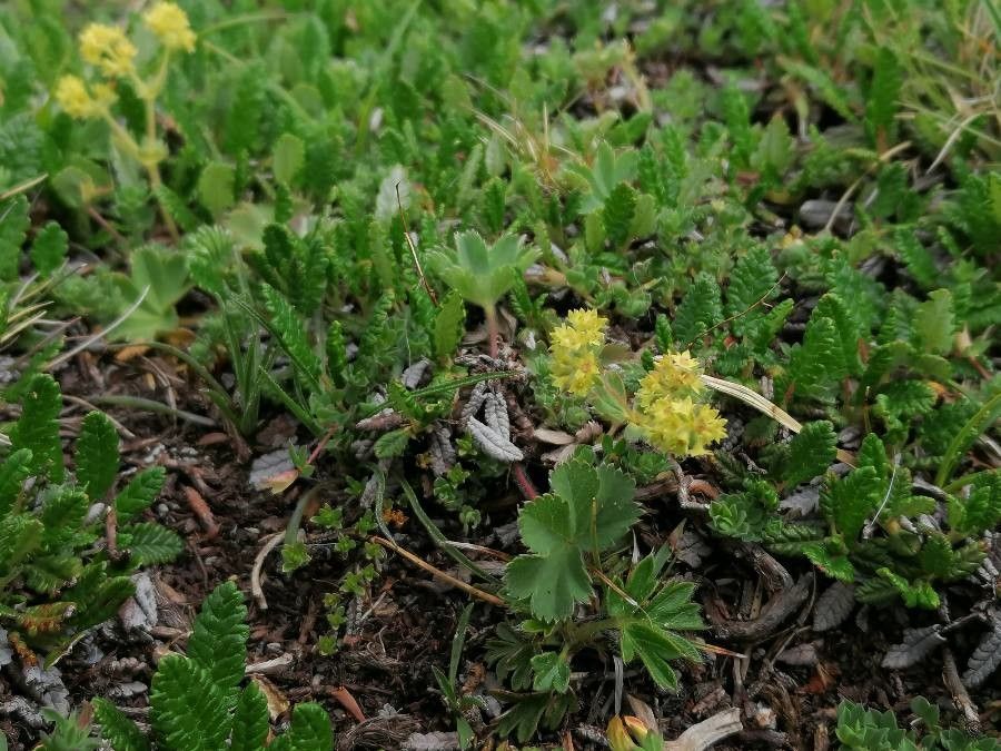 Alchemilla fissa habit