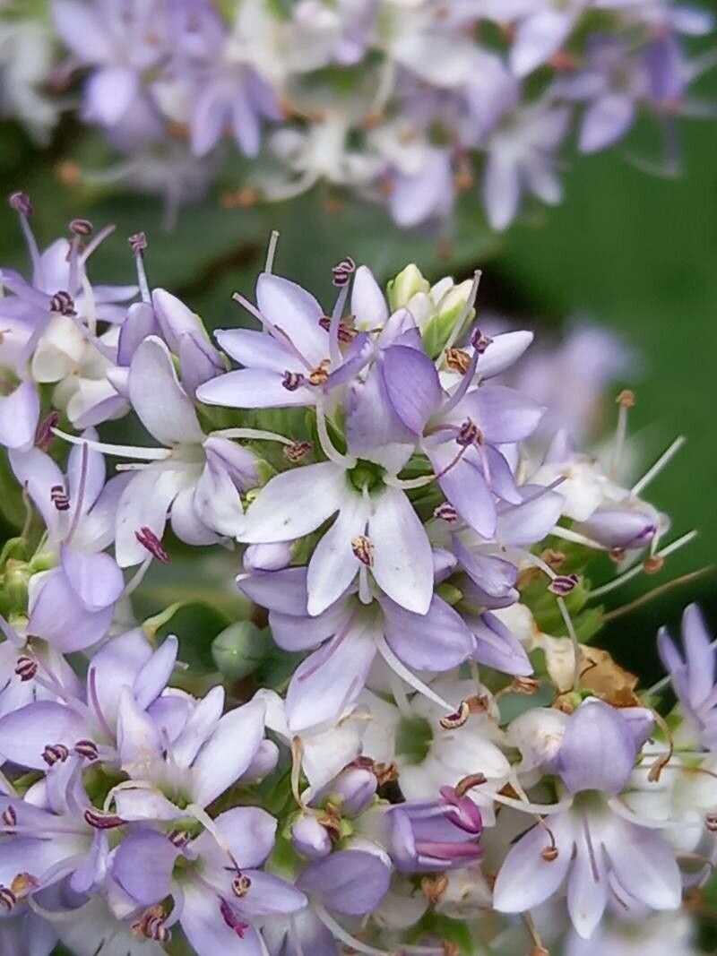 Hebe brachysiphon flower