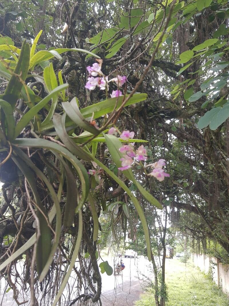Aerides lawrenceae flower