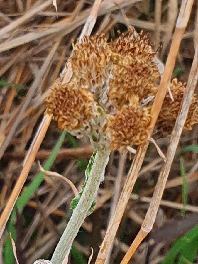 Nidorella pedunculata fruit
