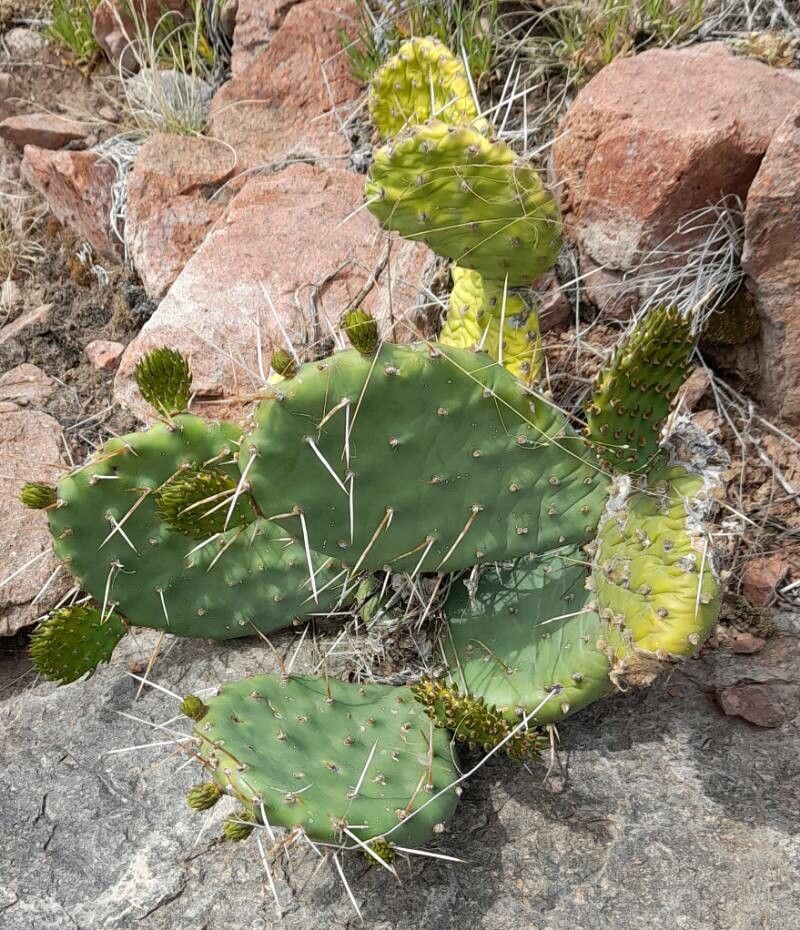 Opuntia penicilligera habit