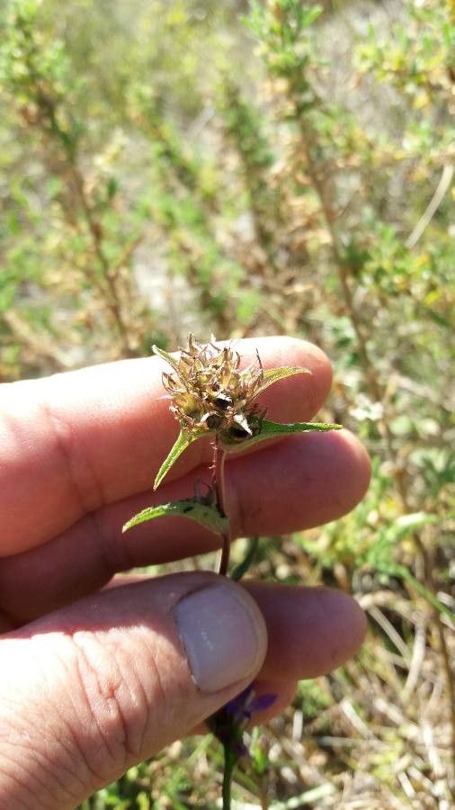 Campanula cervicaria fruit