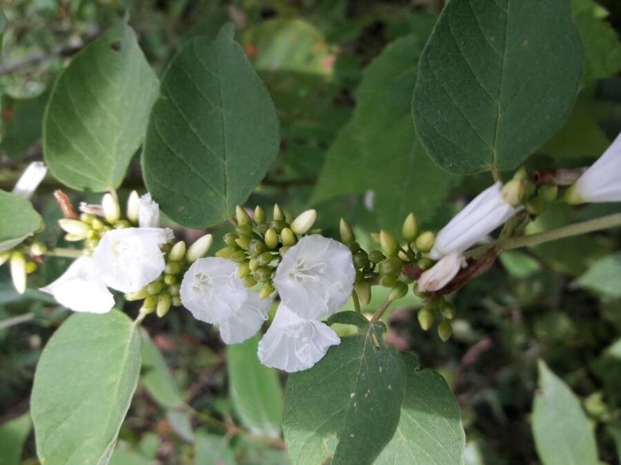 Convolvulus nodiflorus flower