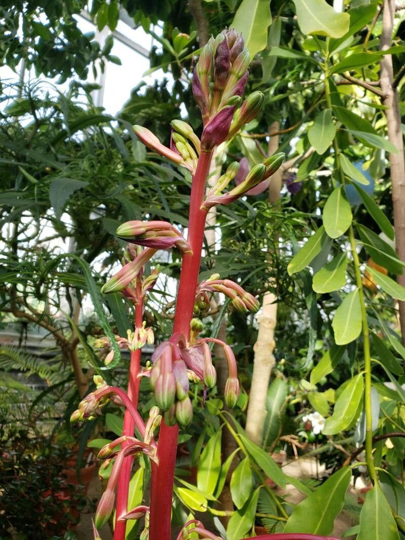 Beschorneria septentrionalis flower