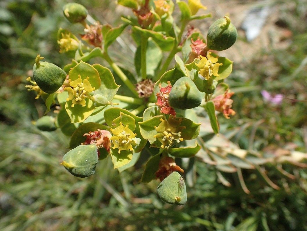 Euphorbia cassia flower