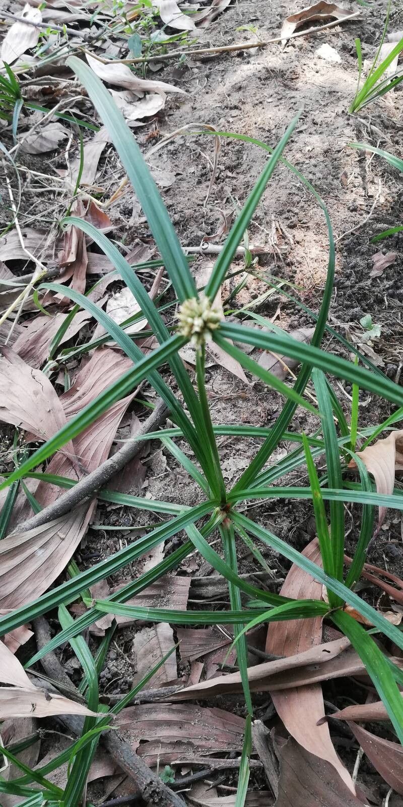 Cyperus mapanioides — houseplant care guide