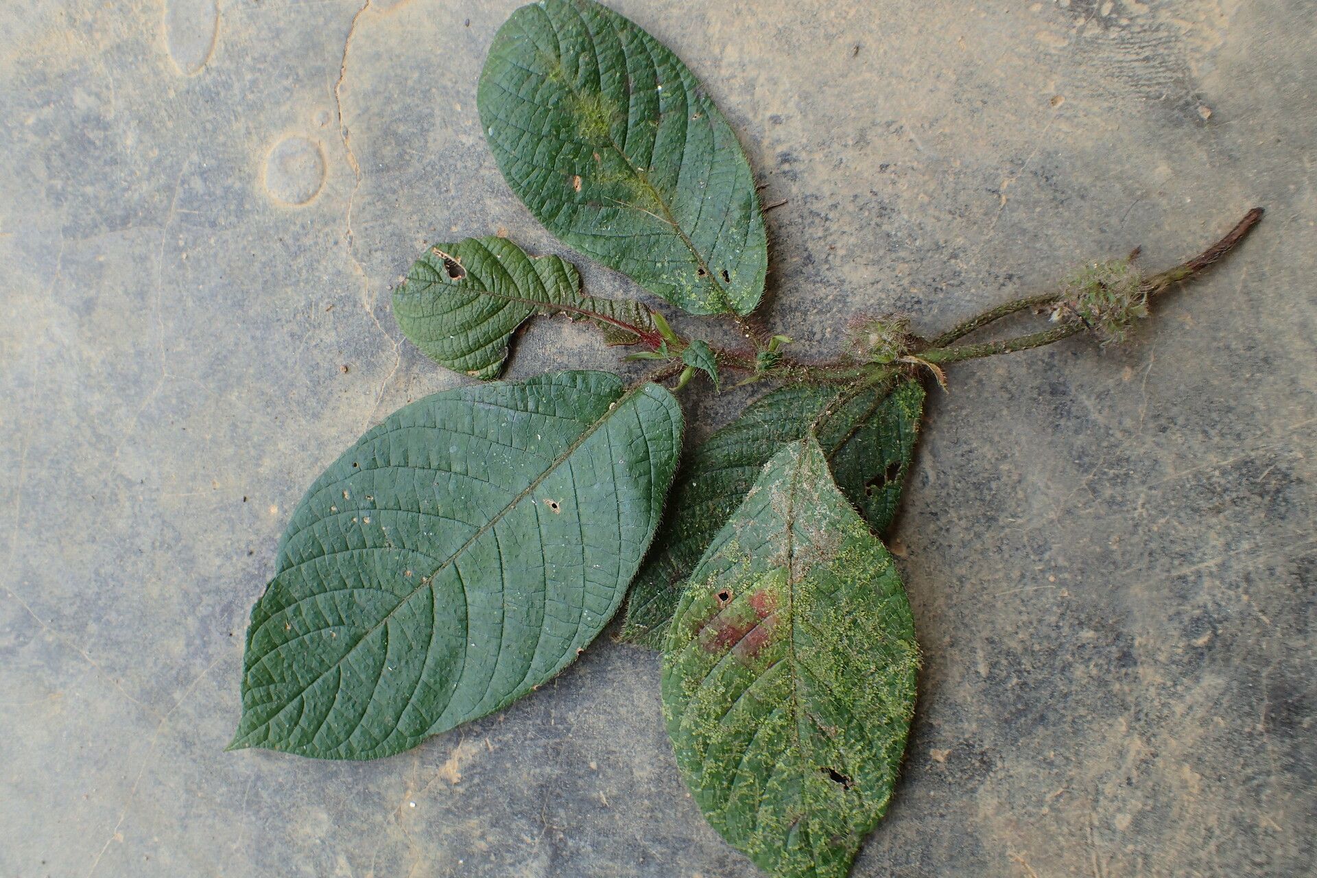 Sabicea medusula leaf