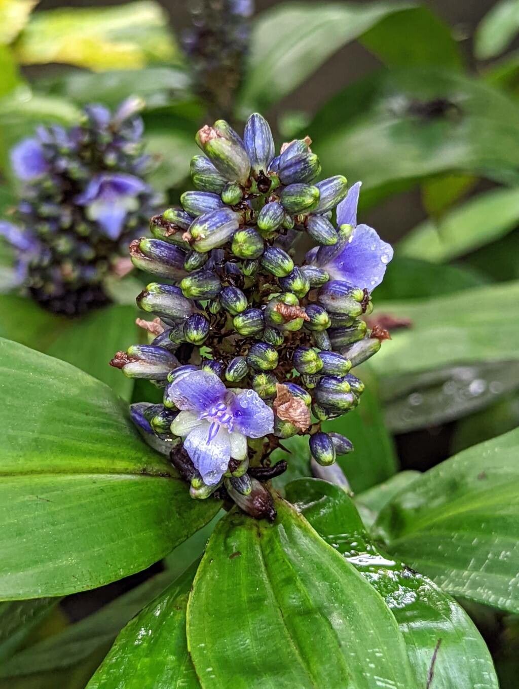 Dichorisandra mosaica flower