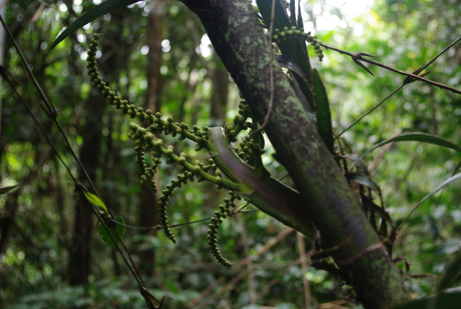 Eremospatha laurentii bark