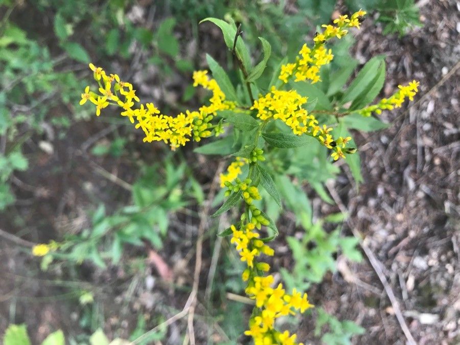 Solidago ulmifolia flower