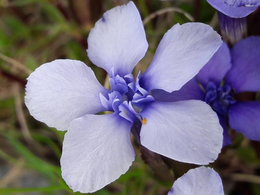 Gentiana pumila flower