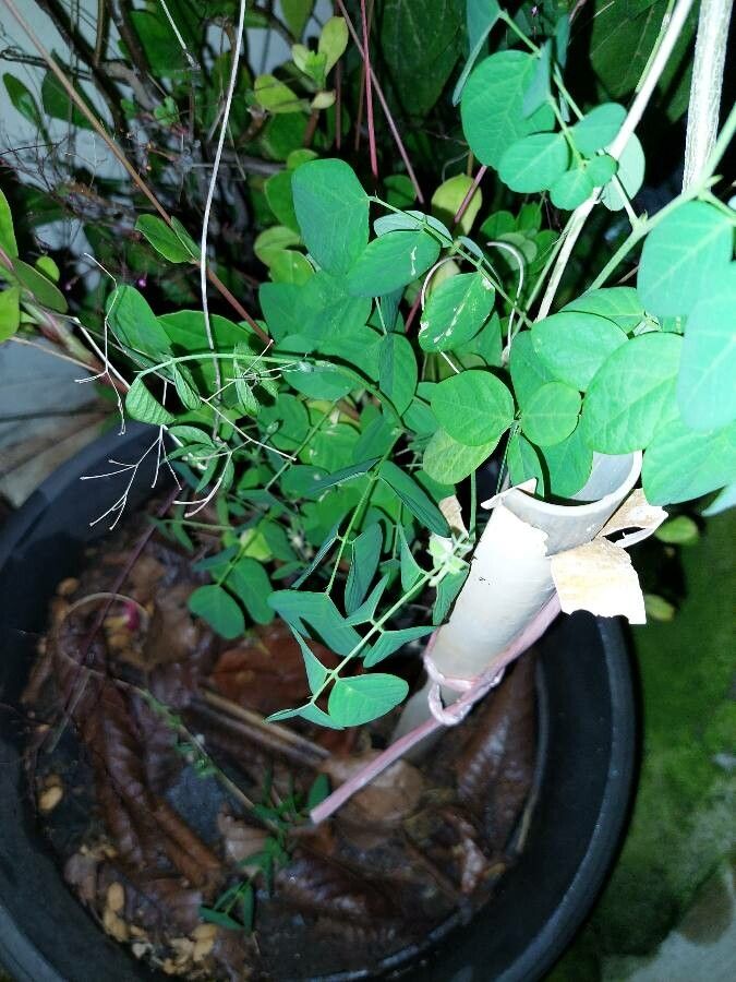 Clitoria mariana — houseplant care guide