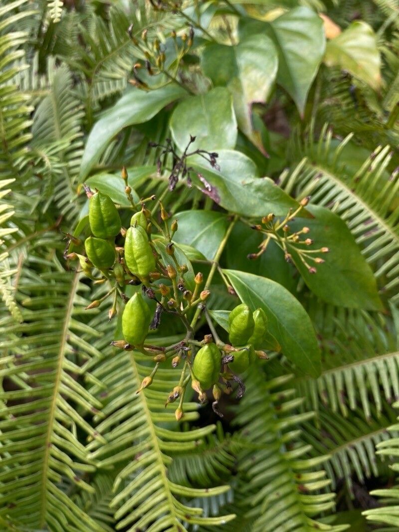 Gelsemium elegans flower