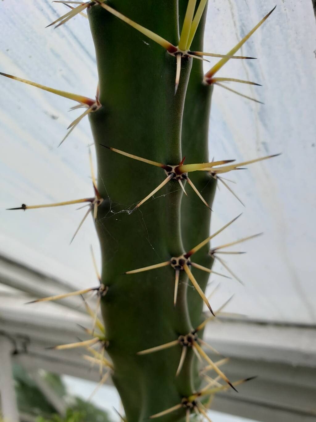 Stenocereus humilis — houseplant care guide