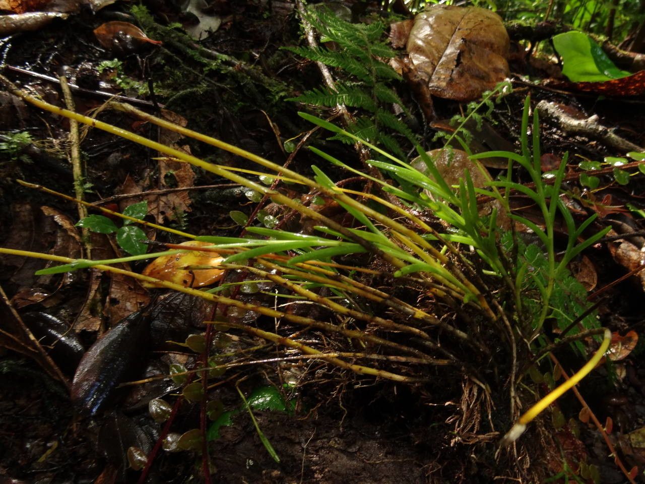 Jacquiniella teretifolia — houseplant care guide