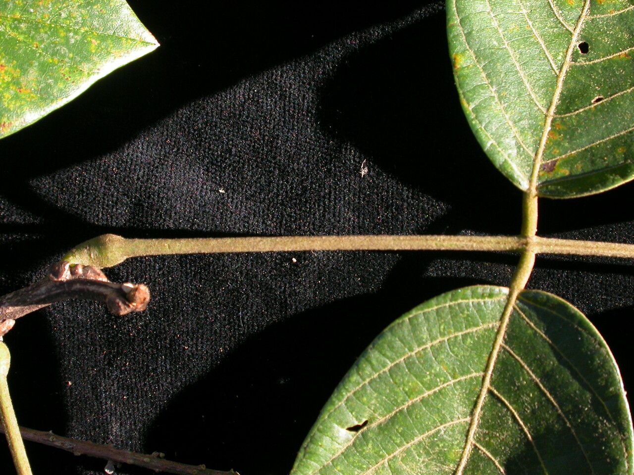 Millettia extensa habit