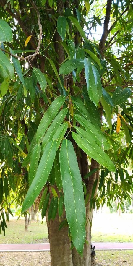 Hydnocarpus anthelminthicus leaf