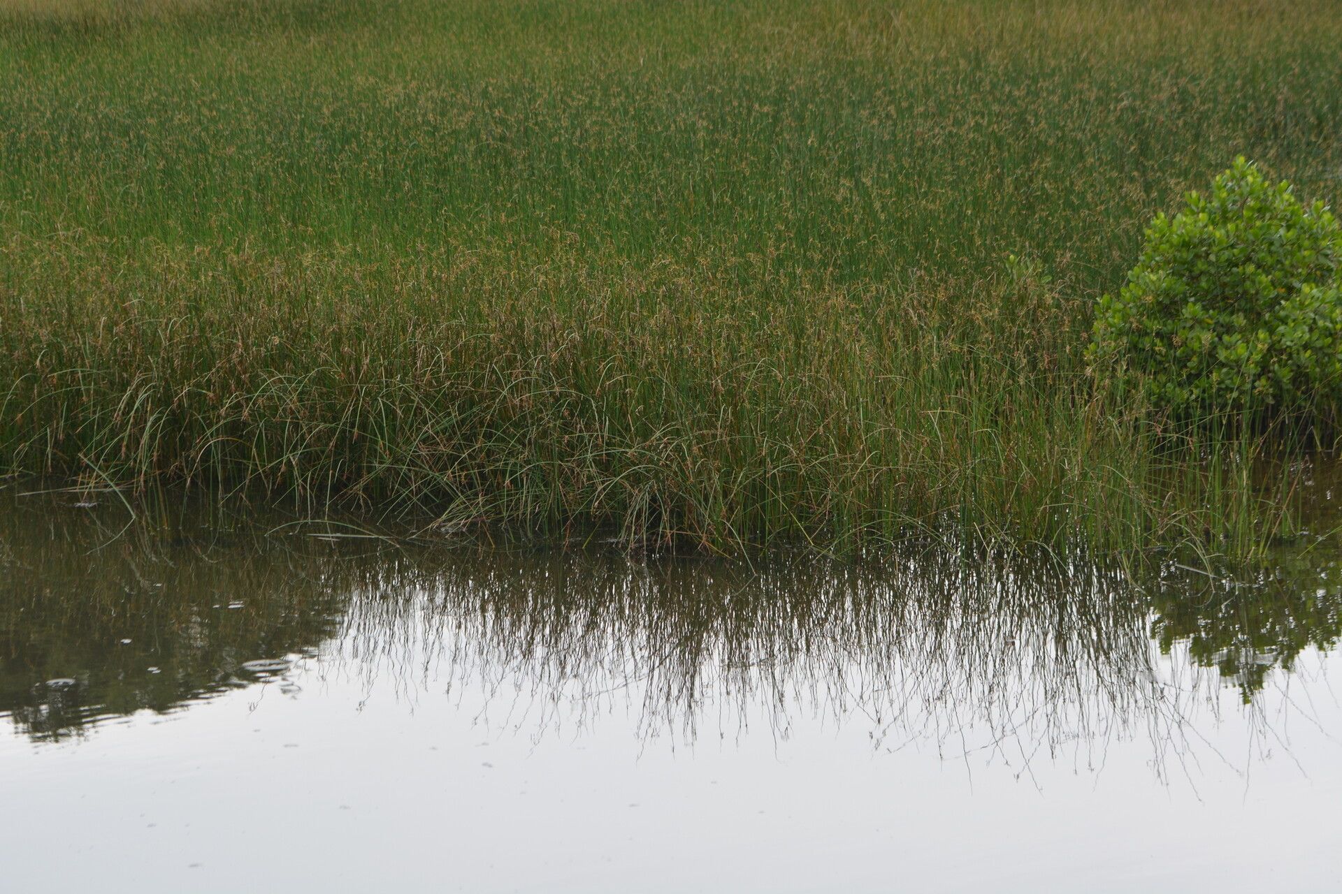 Schoenoplectus subulatus habit