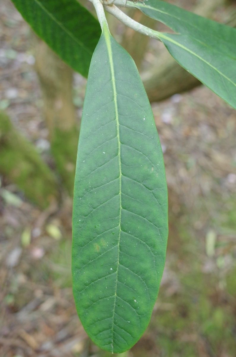 Rhododendron coriaceum — houseplant care guide