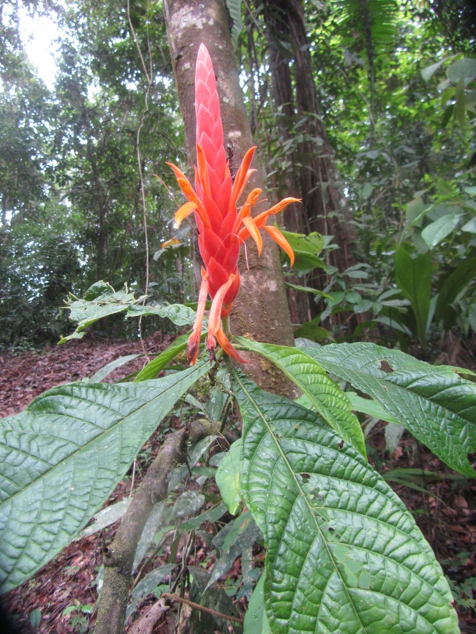 Aphelandra storkii — search result for 'Aphelandra'