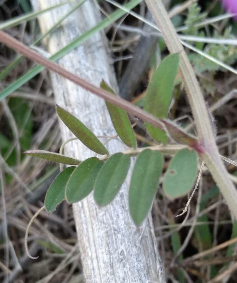 Vicia villosa leaf