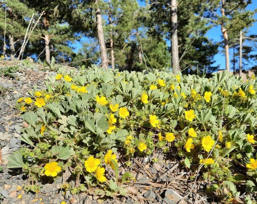 Potentilla cinerea habit