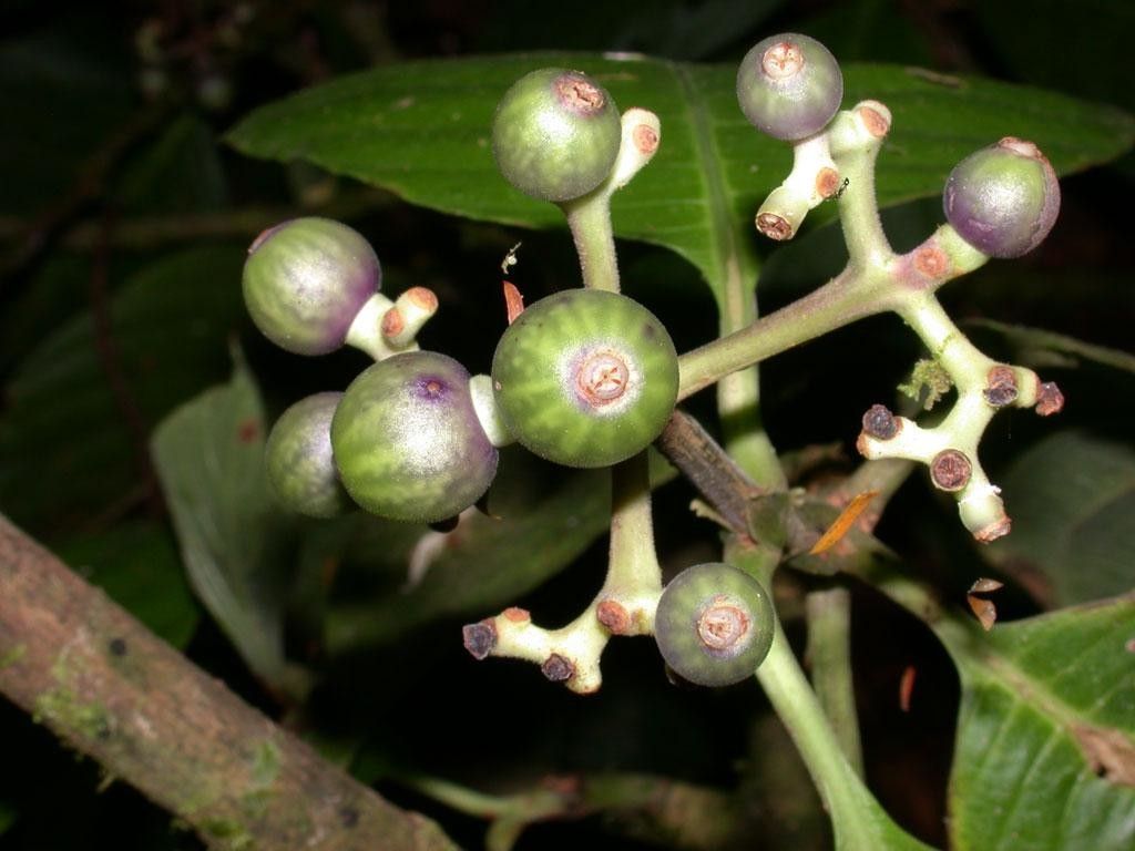 Palicourea hondensis fruit
