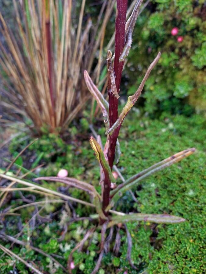 Senecio chionogeton leaf