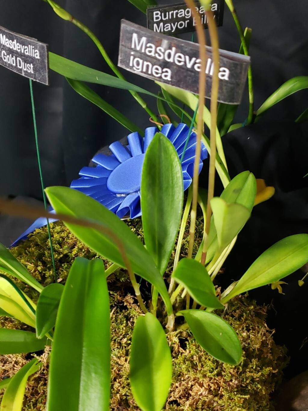 Masdevallia ignea — search result for 'Masdevallia'