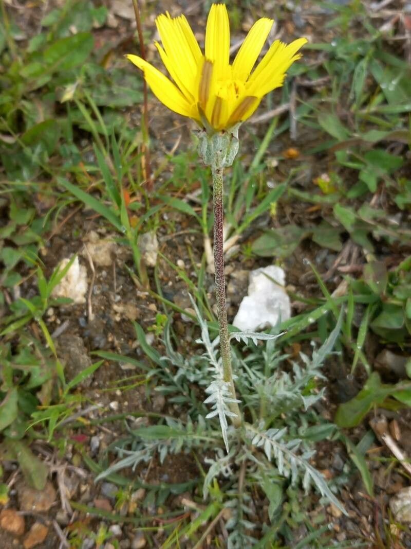 Scorzonera cana flower