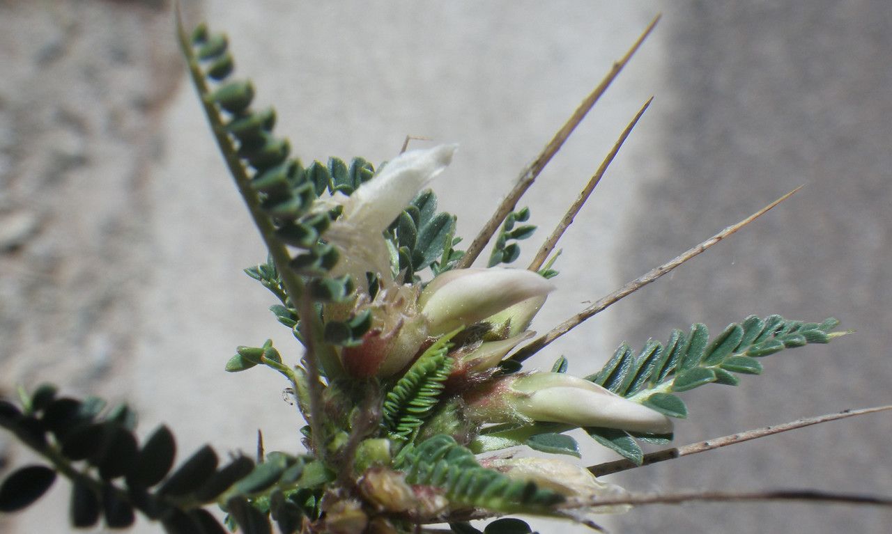 Astragalus greuteri flower