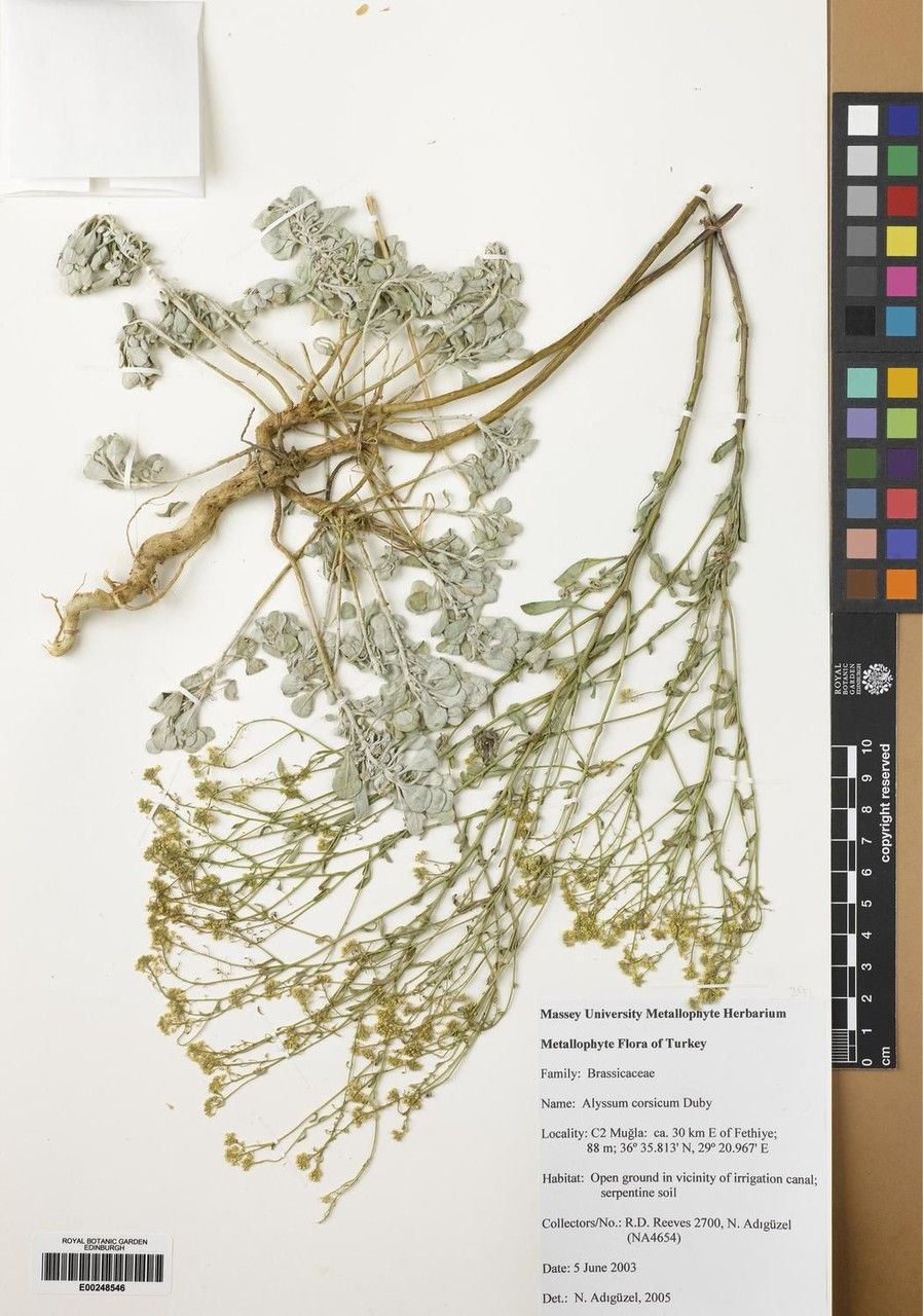 Alyssum corsicum other