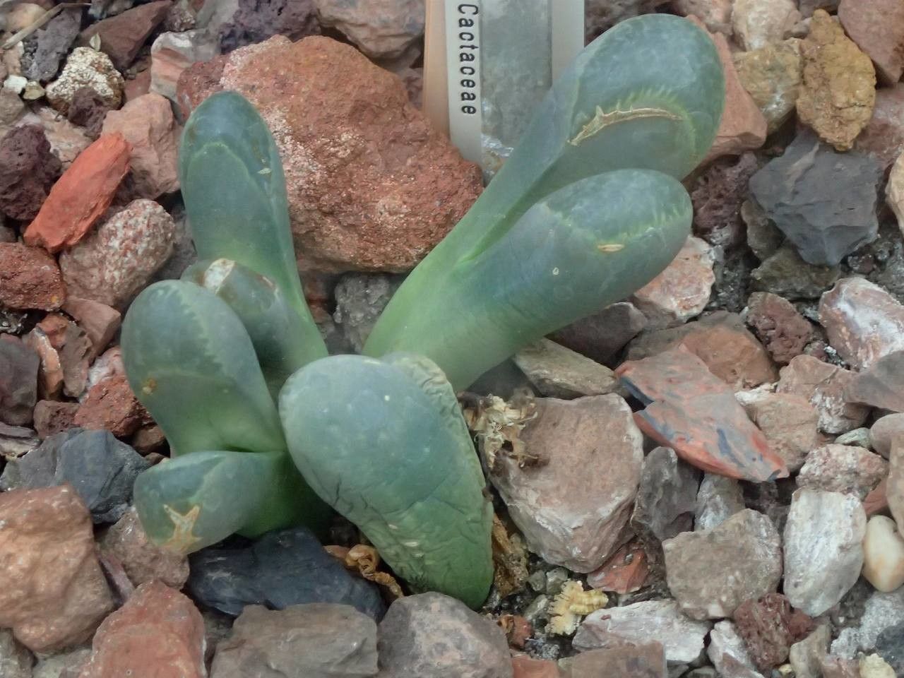 Lithops helmutii habit