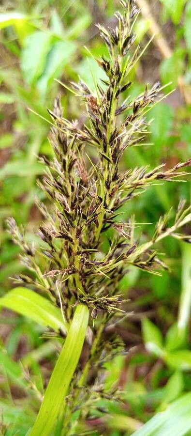 Carex wahlenbergiana — houseplant care guide