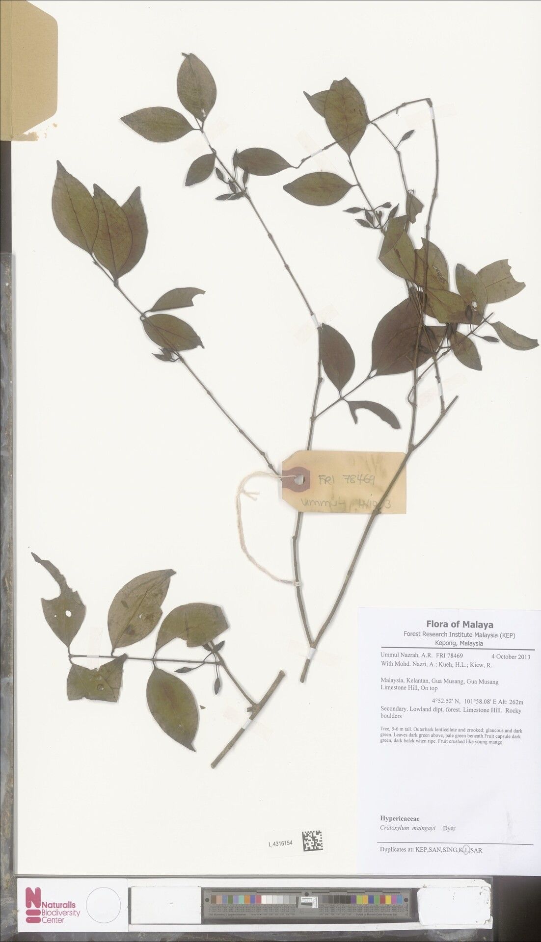 Cratoxylum maingayi — related species from the same genus